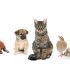 Animals